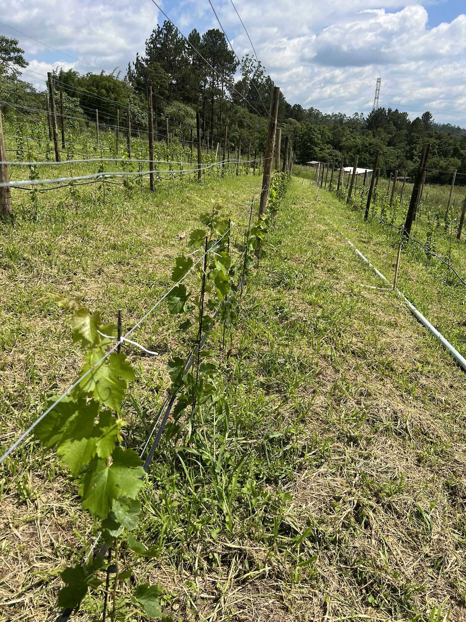 Parreiras jovens conduzidas