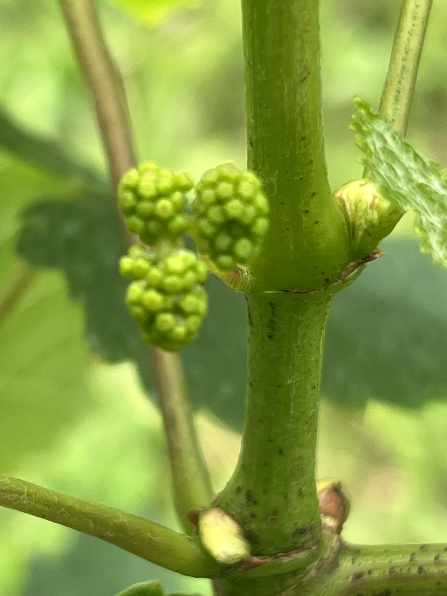 Inflorescência de videira