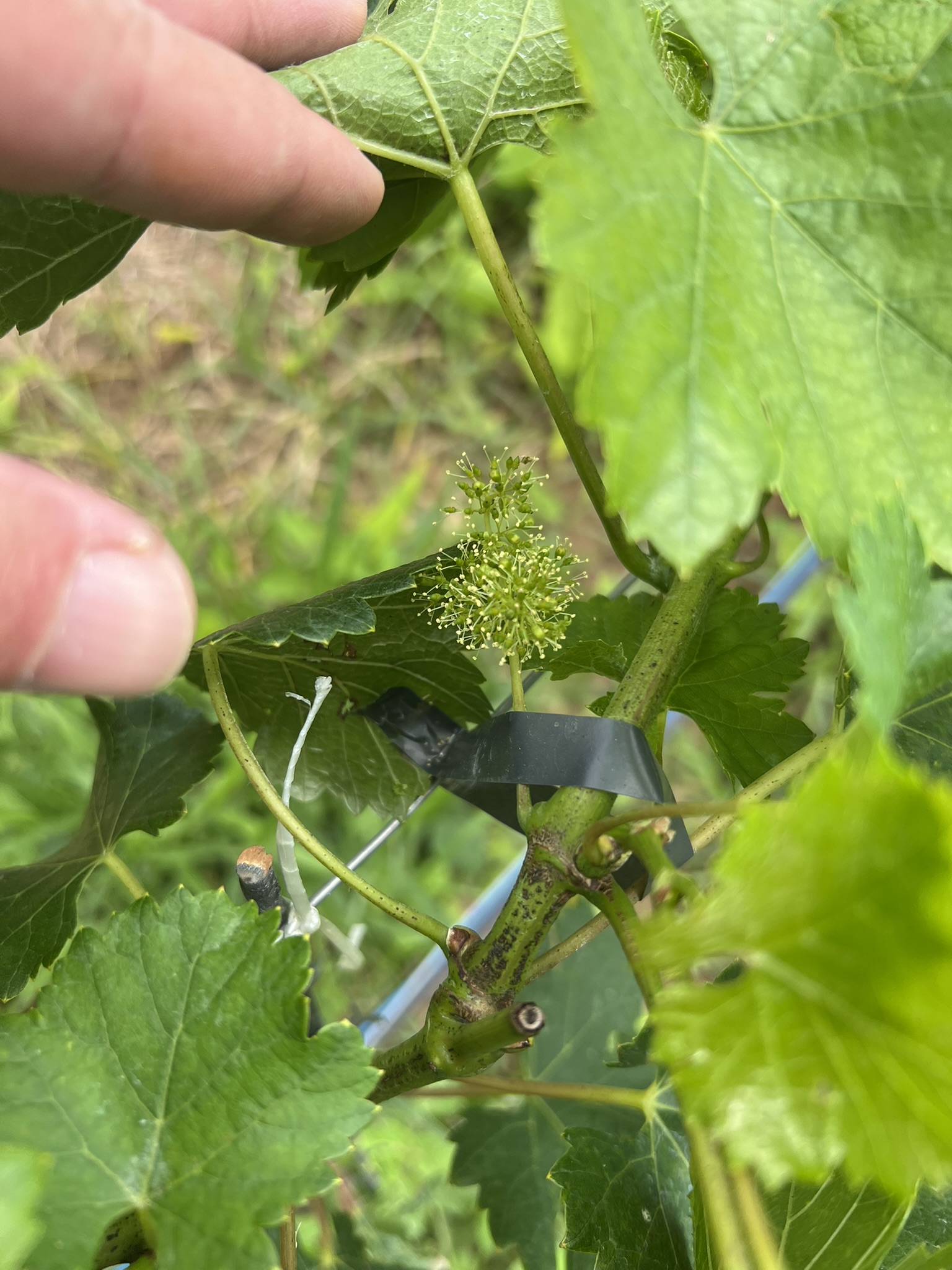 Flores da videira durante a floração