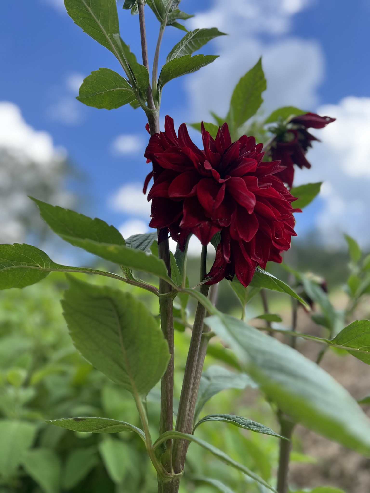 Flor vermelha na propriedade
