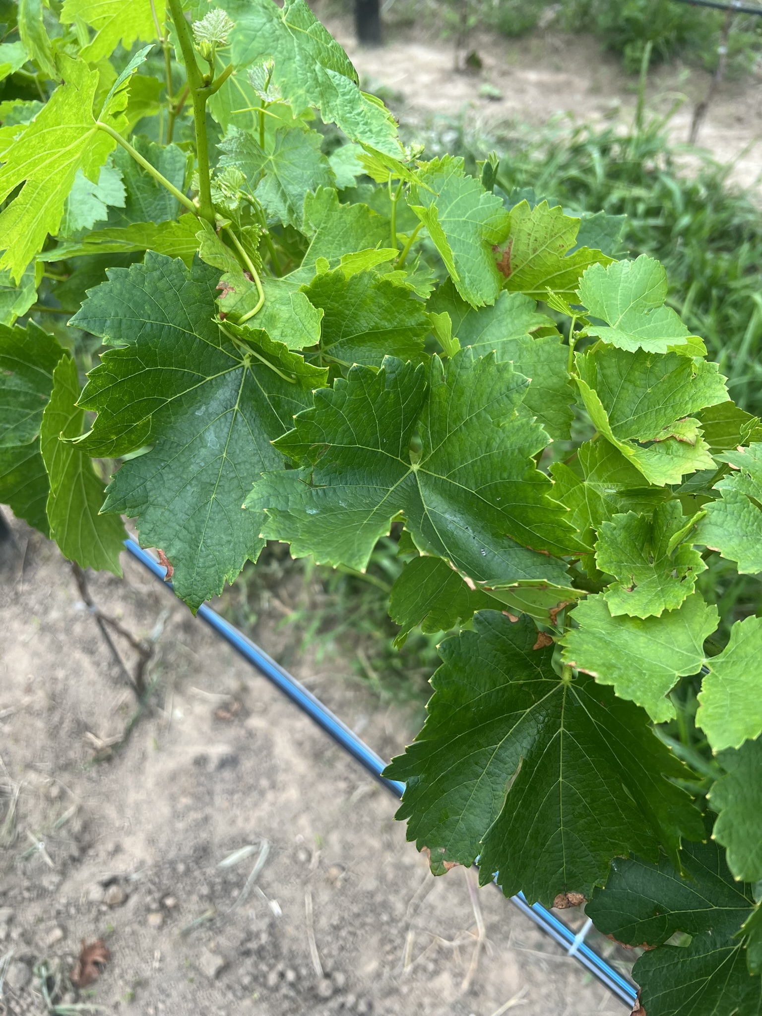 Folhas verdes das videiras