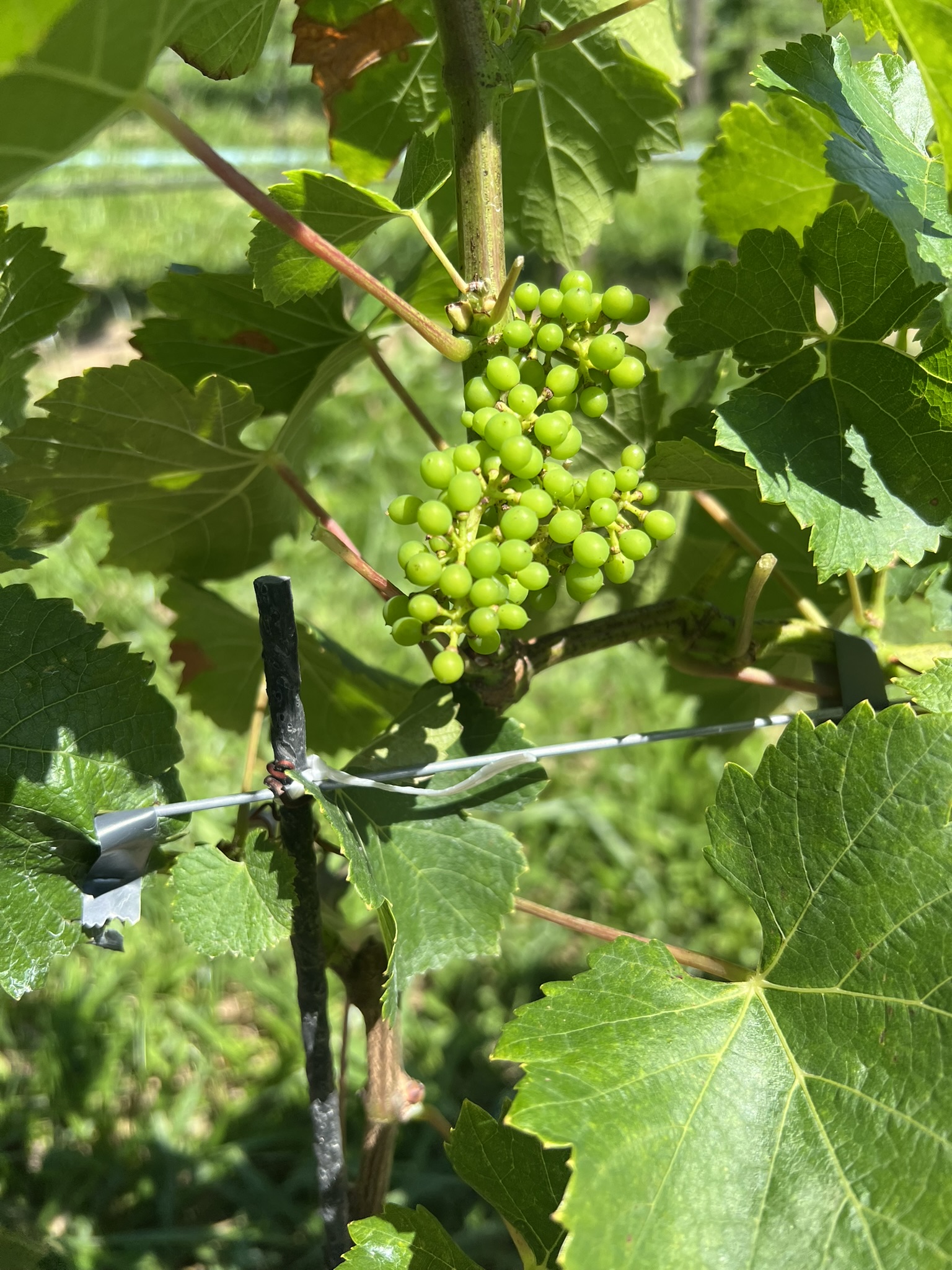 Cacho verde em detalhe