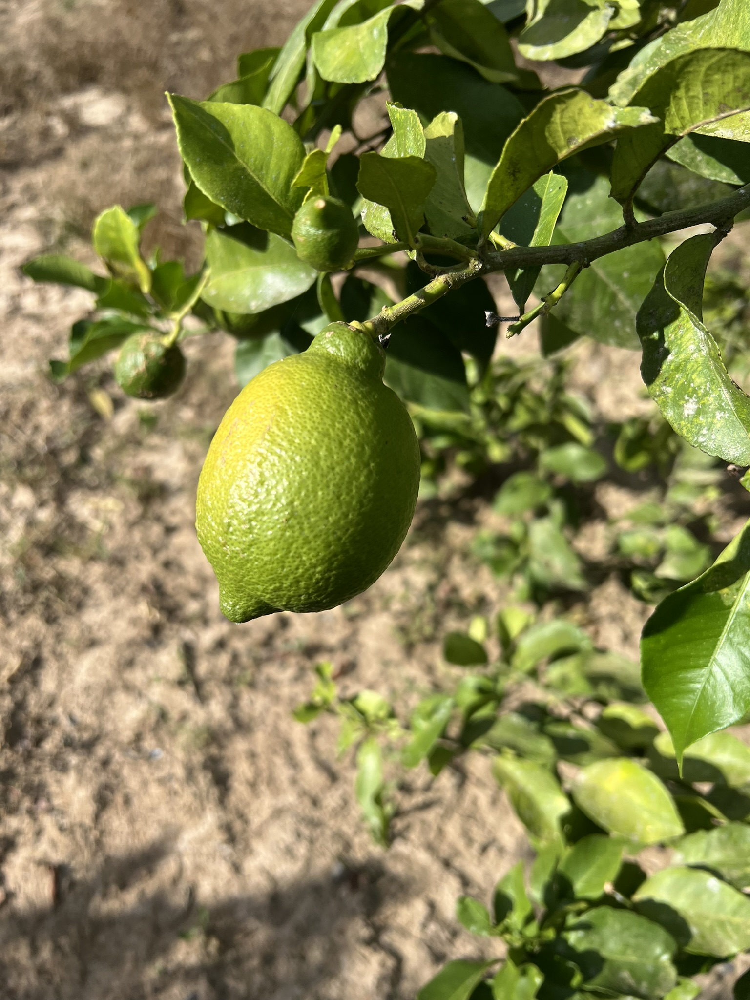 Limão siciliano na árvore