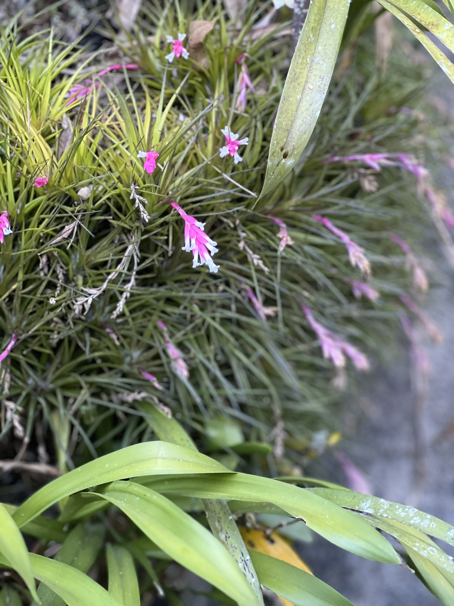 Flor ornamental rosa na propriedade