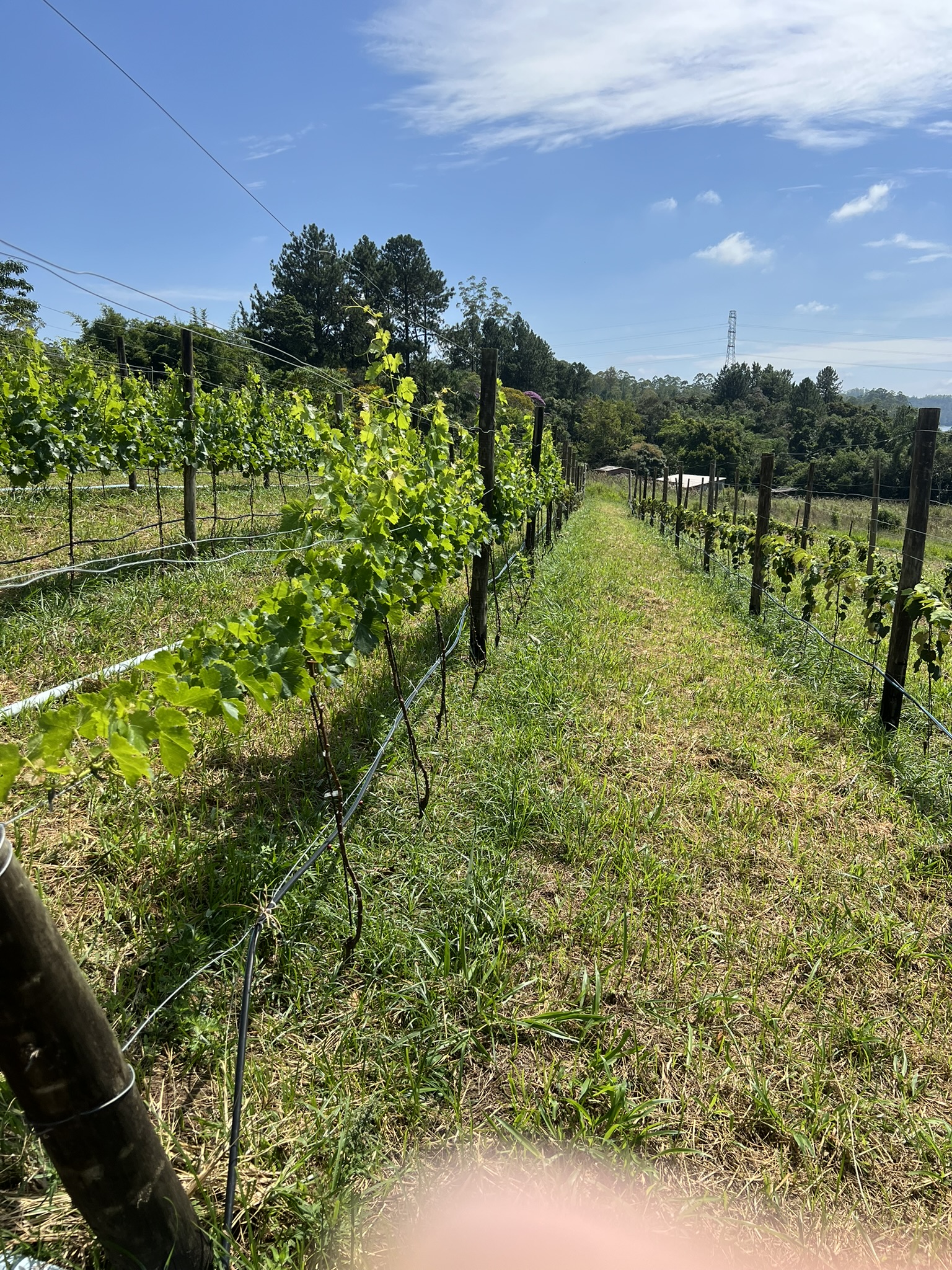 Linhas de parreiras da Vinícola Torquati Cardozo
