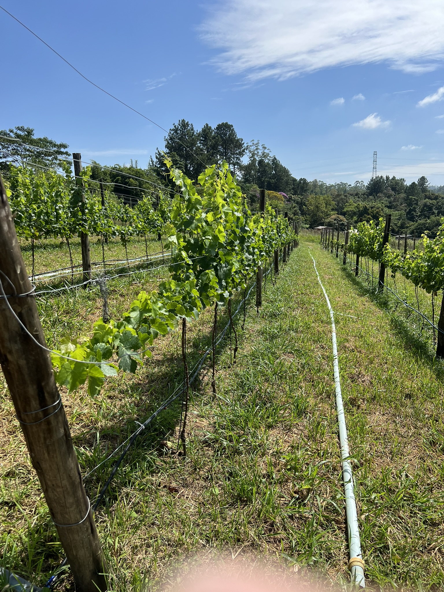 Vinhedo com tubulação de irrigação