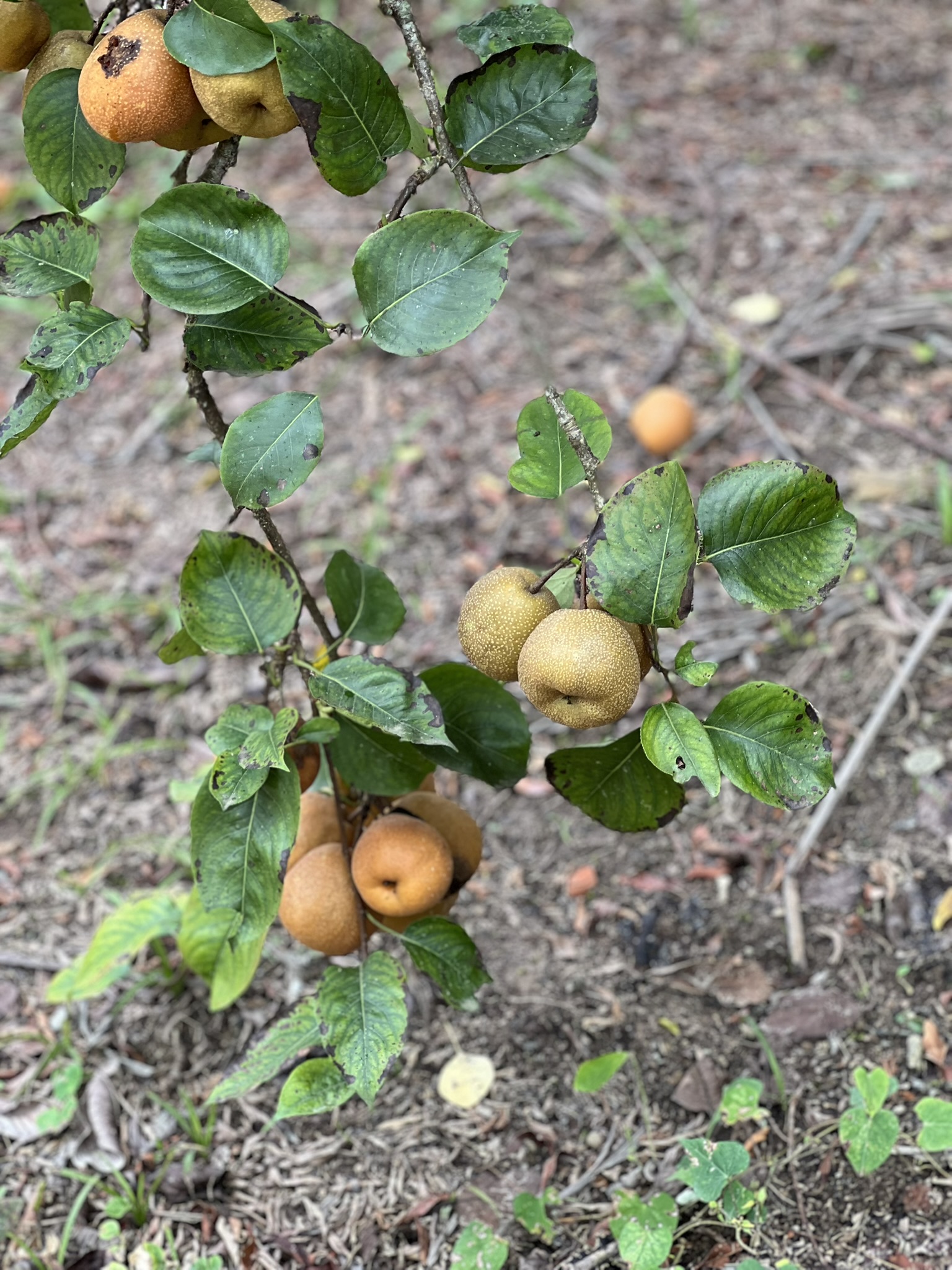 Pêras asiáticas na propriedade