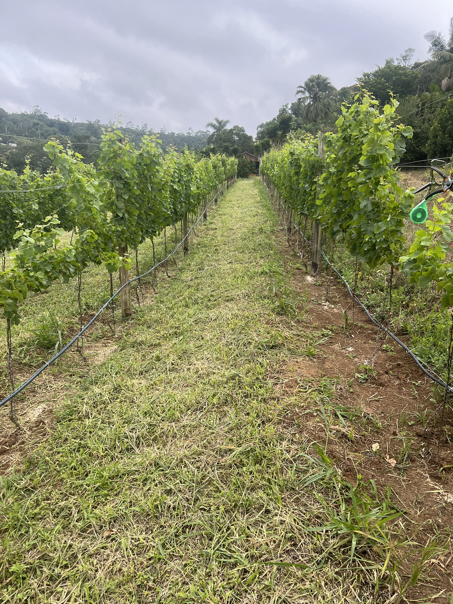 Linha de vinhedo manejada