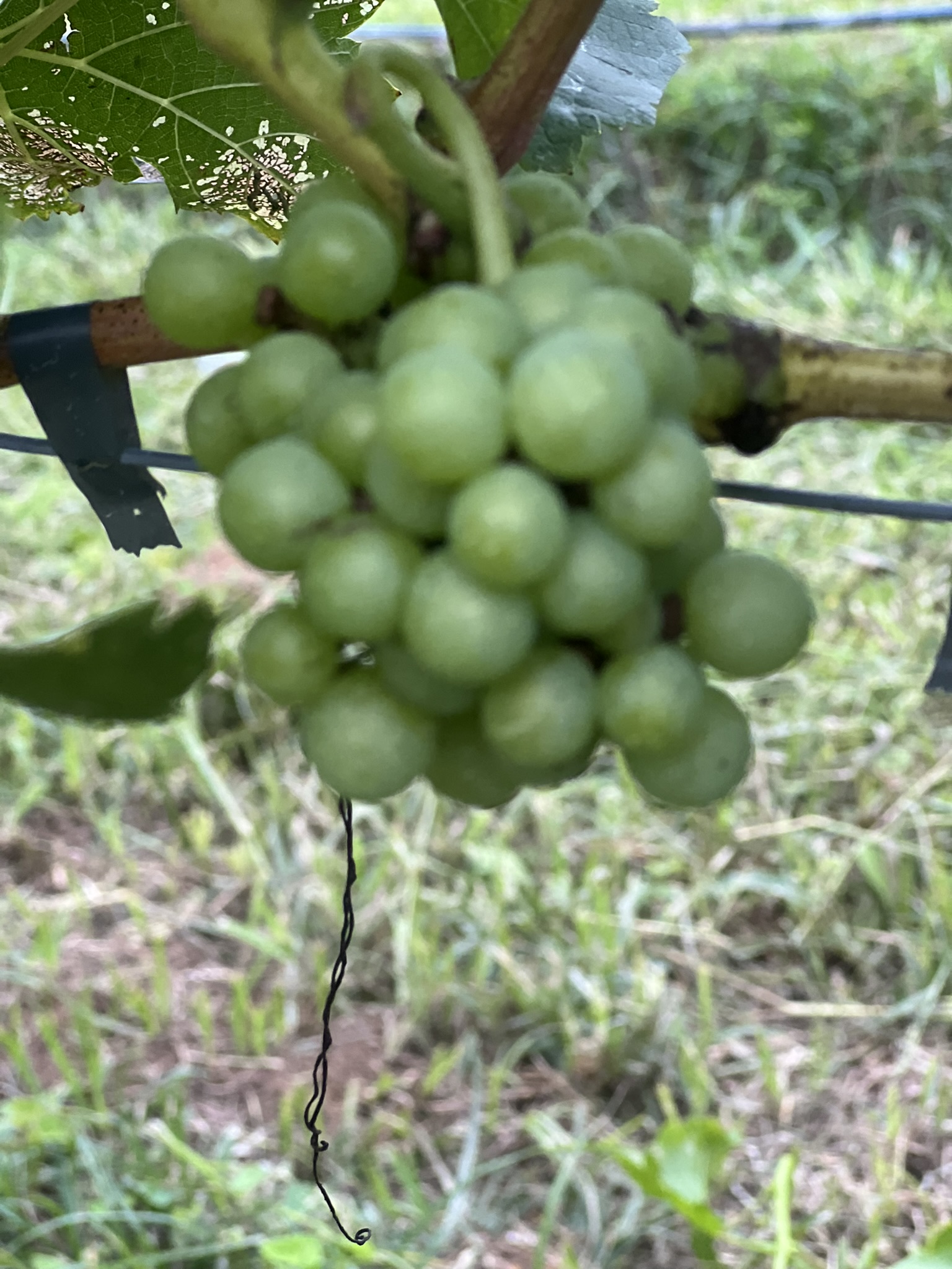 Cacho verde em formação