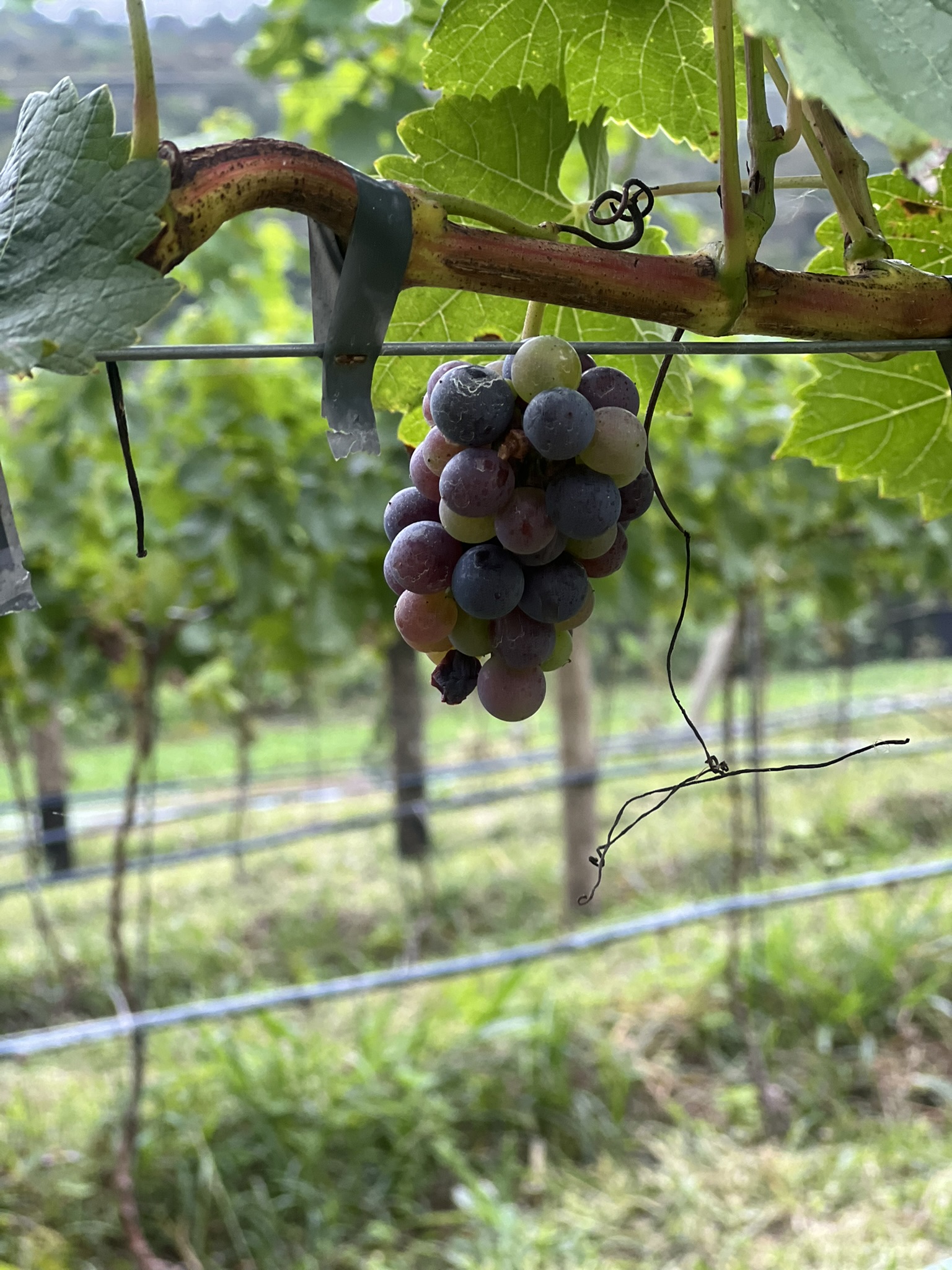 Uvas em mudança de cor