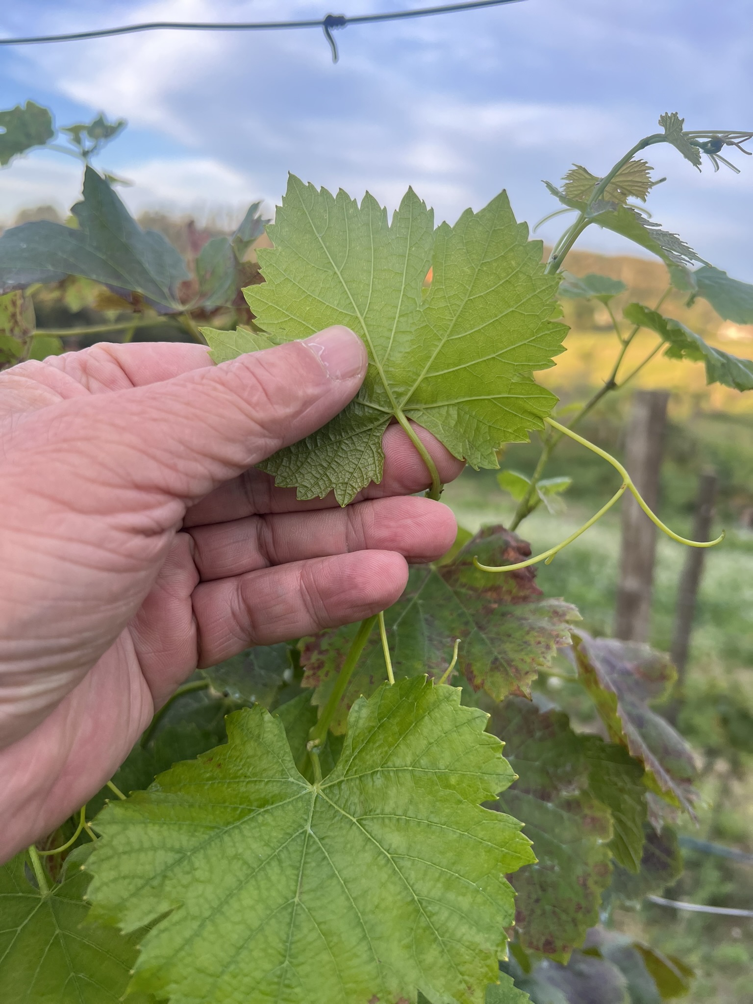Folha jovem de videira