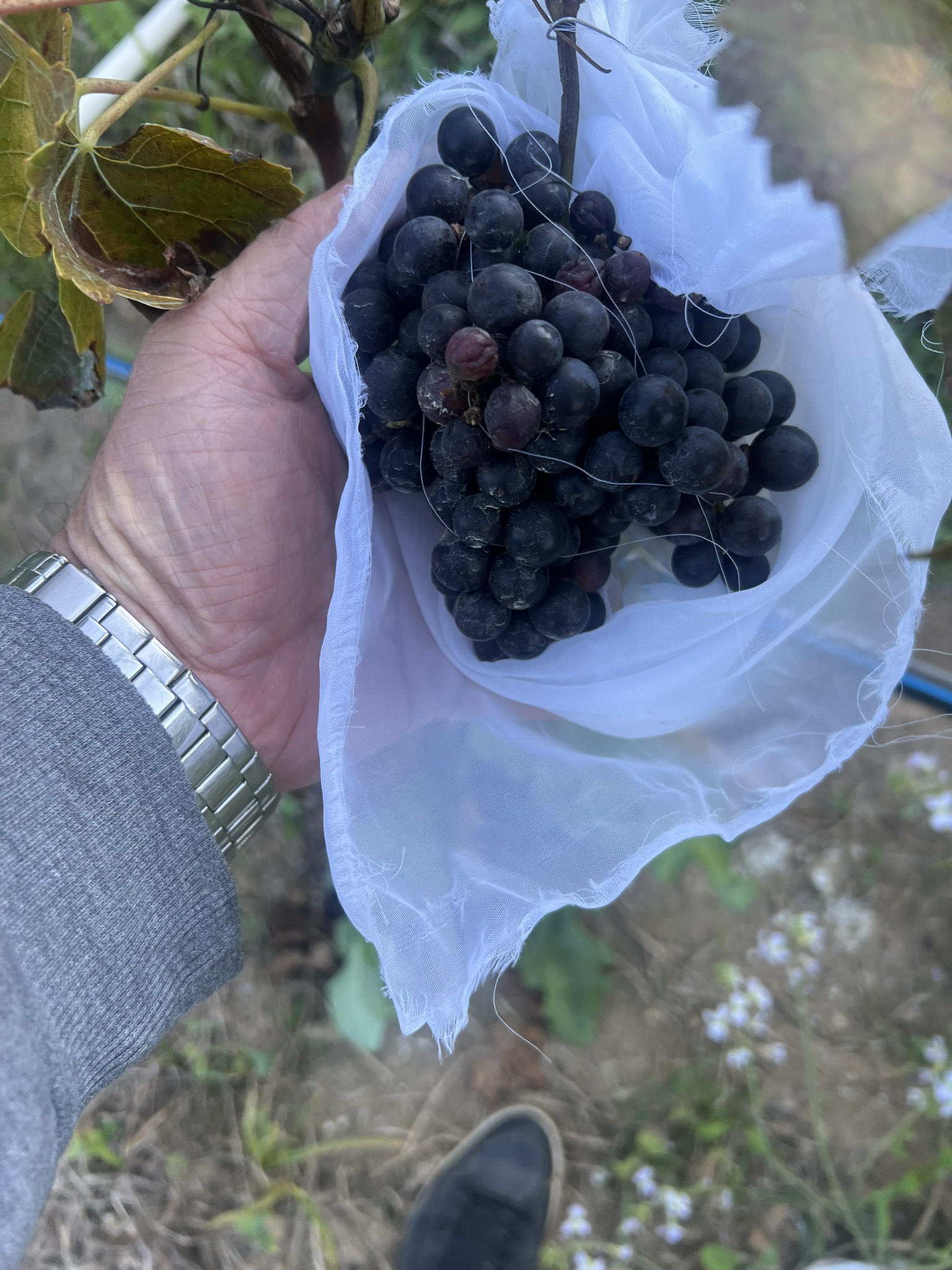 Cacho protegido com tecido