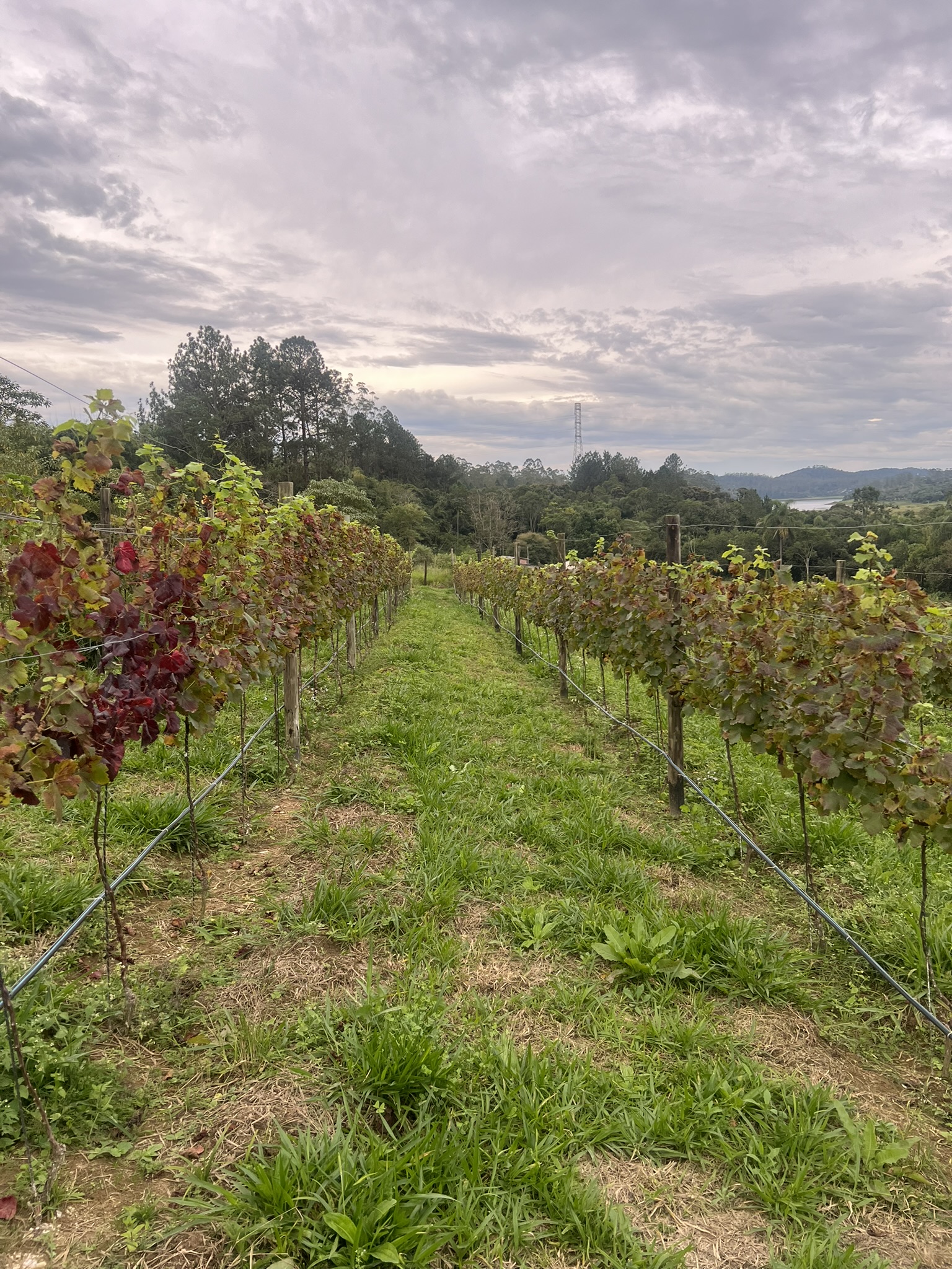 Vinhedo no fim de estação