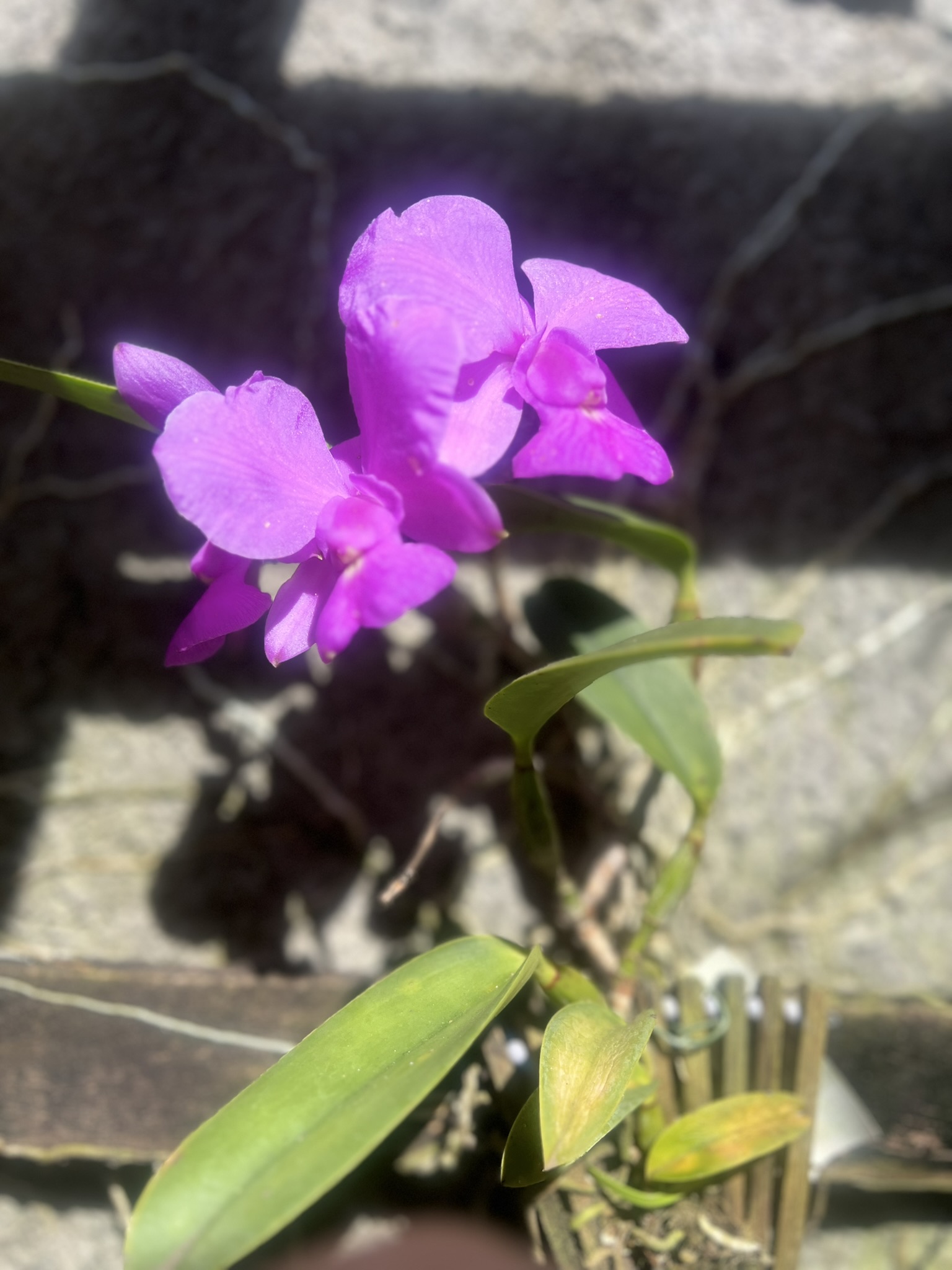 Orquídea roxa florida