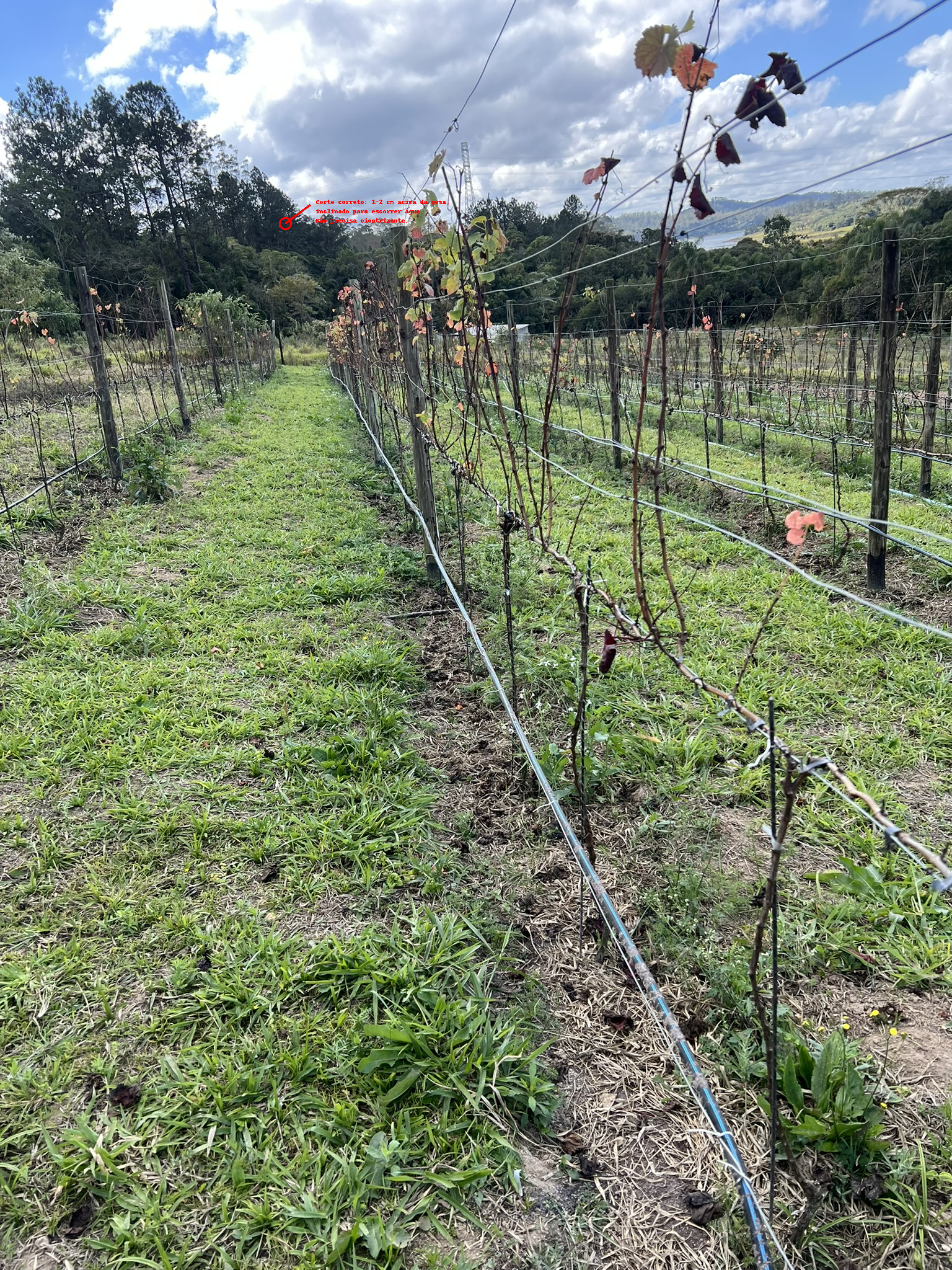 Esquema de poda da videira